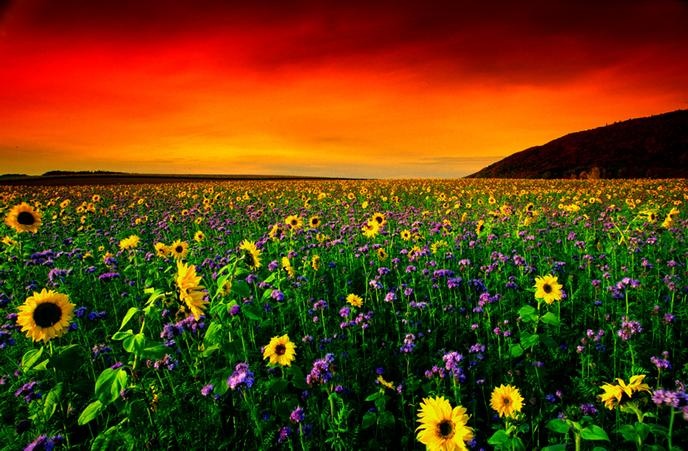 Red Sky